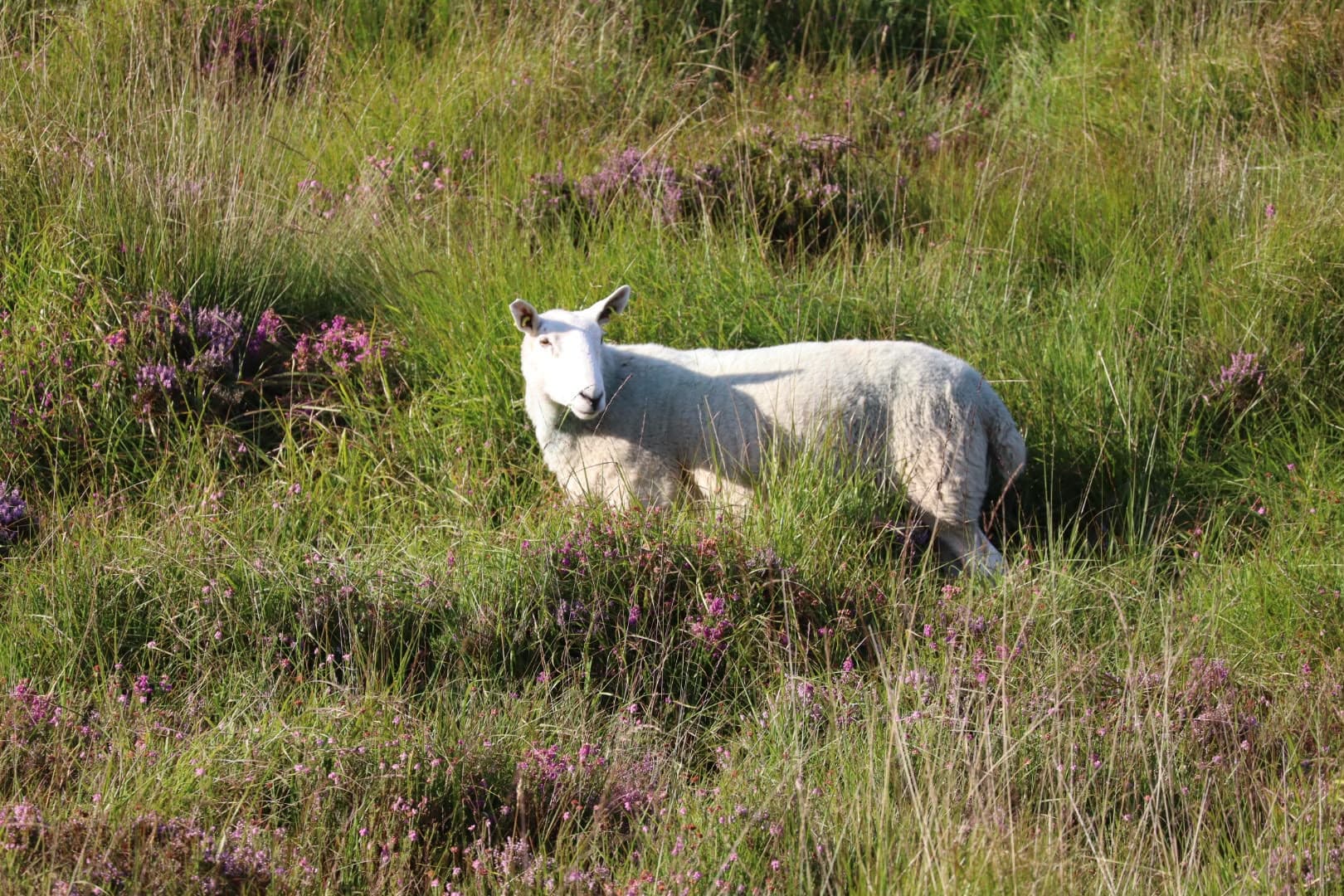 Sheep whose wool is used to weave Bréidín na Bóinne